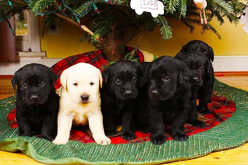 Black Labrador Puppies