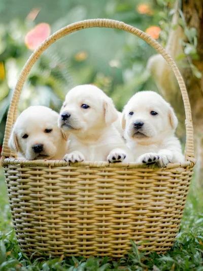 Labrador Retriever Puppies